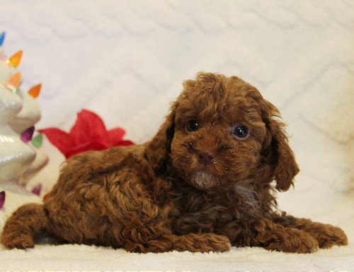 puppy, for, sale, Toy Poodle, Melvin  Fisher, dog, breeder, Coatesville, PA, dog-breeder, puppy-for-sale, forsale, nearby, find, puppyfind, locator, puppylocator, aca
