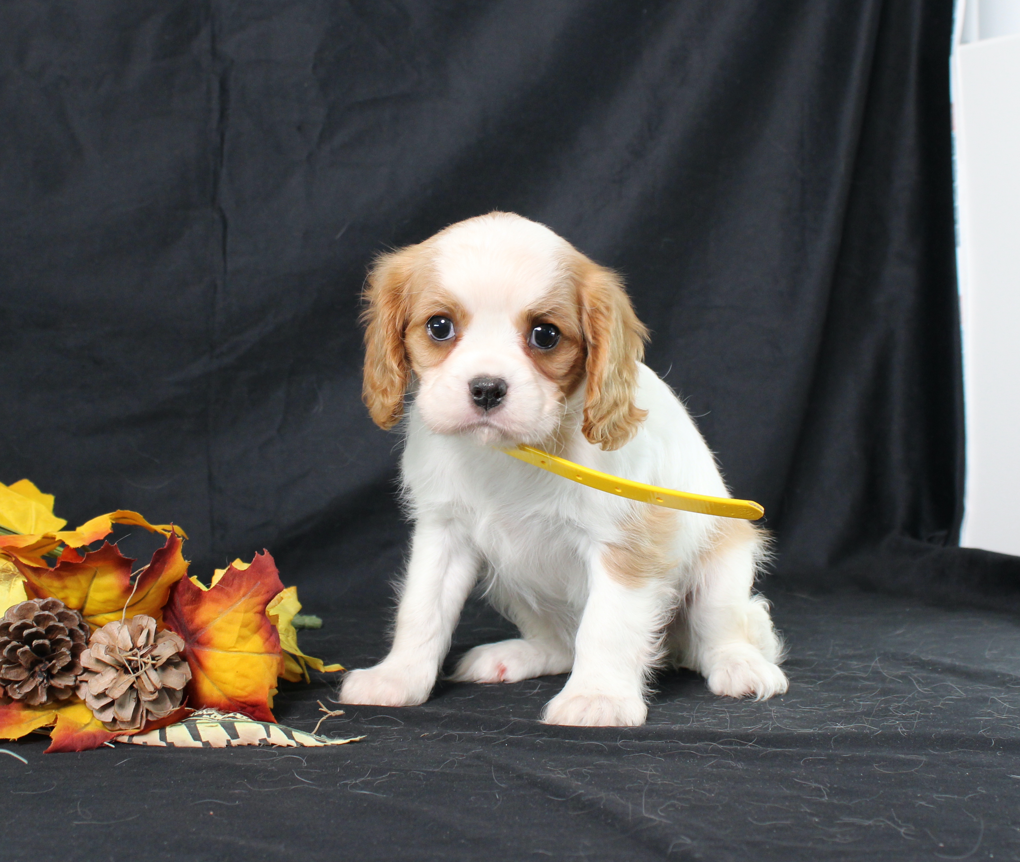 puppy, for, sale, Cavalier King Charles Spaniel, Ivan J. Stoltzfus, dog, breeder, Dornsife, PA, dog-breeder, puppy-for-sale, forsale, nearby, find, puppyfind, locator, puppylocator, aca