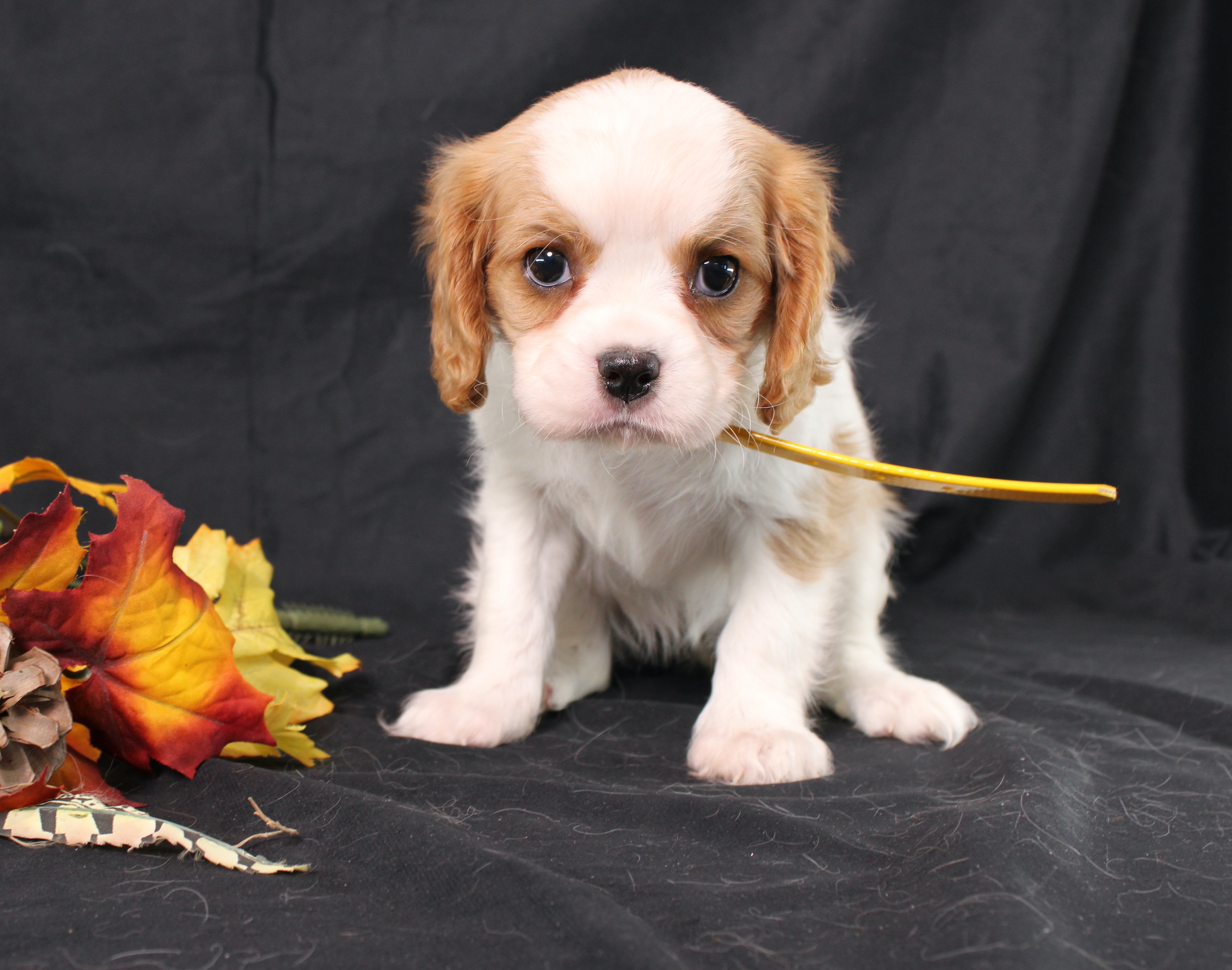 puppy, for, sale, Cavalier King Charles Spaniel, Ivan J. Stoltzfus, dog, breeder, Dornsife, PA, dog-breeder, puppy-for-sale, forsale, nearby, find, puppyfind, locator, puppylocator, aca