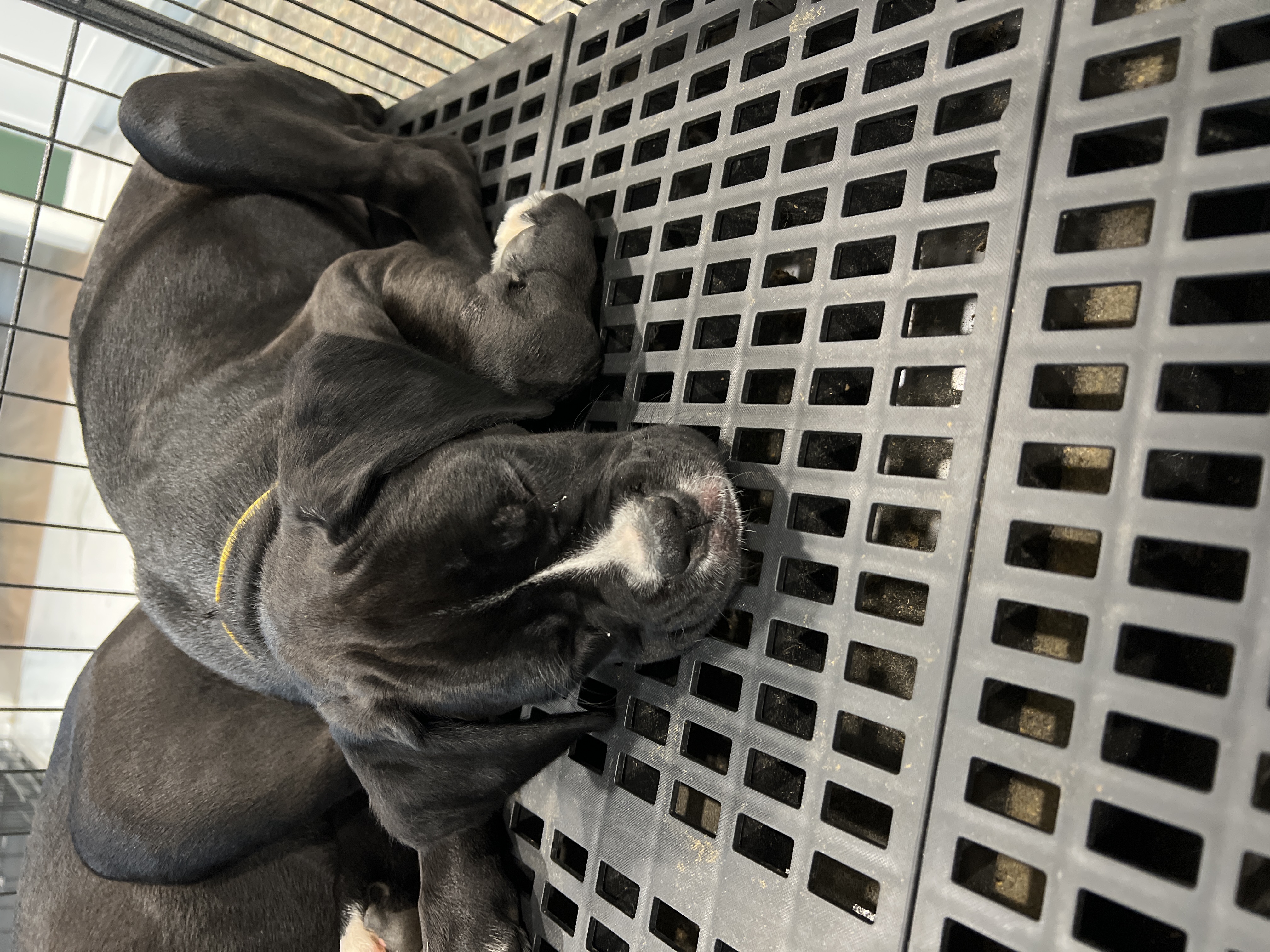 puppy, for, sale, Boxer, ANTHONY P BOSSIE, dog, breeder, HIRAM, GA, dog-breeder, puppy-for-sale, forsale, nearby, find, puppyfind, locator, puppylocator, aca