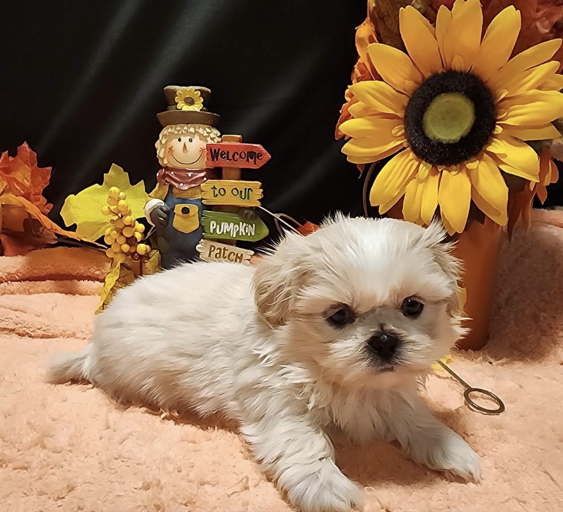 puppy, for, sale, Cav A Poo, Nationwide Puppies  , dog, breeder, New York, NY, dog-breeder, puppy-for-sale, forsale, nearby, find, puppyfind, locator, puppylocator, aca
