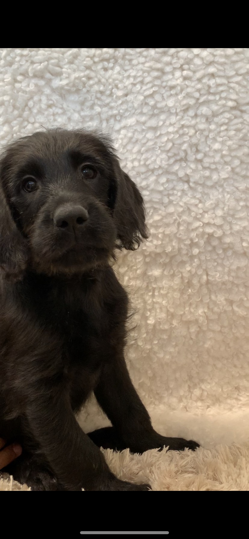 BLACKIE