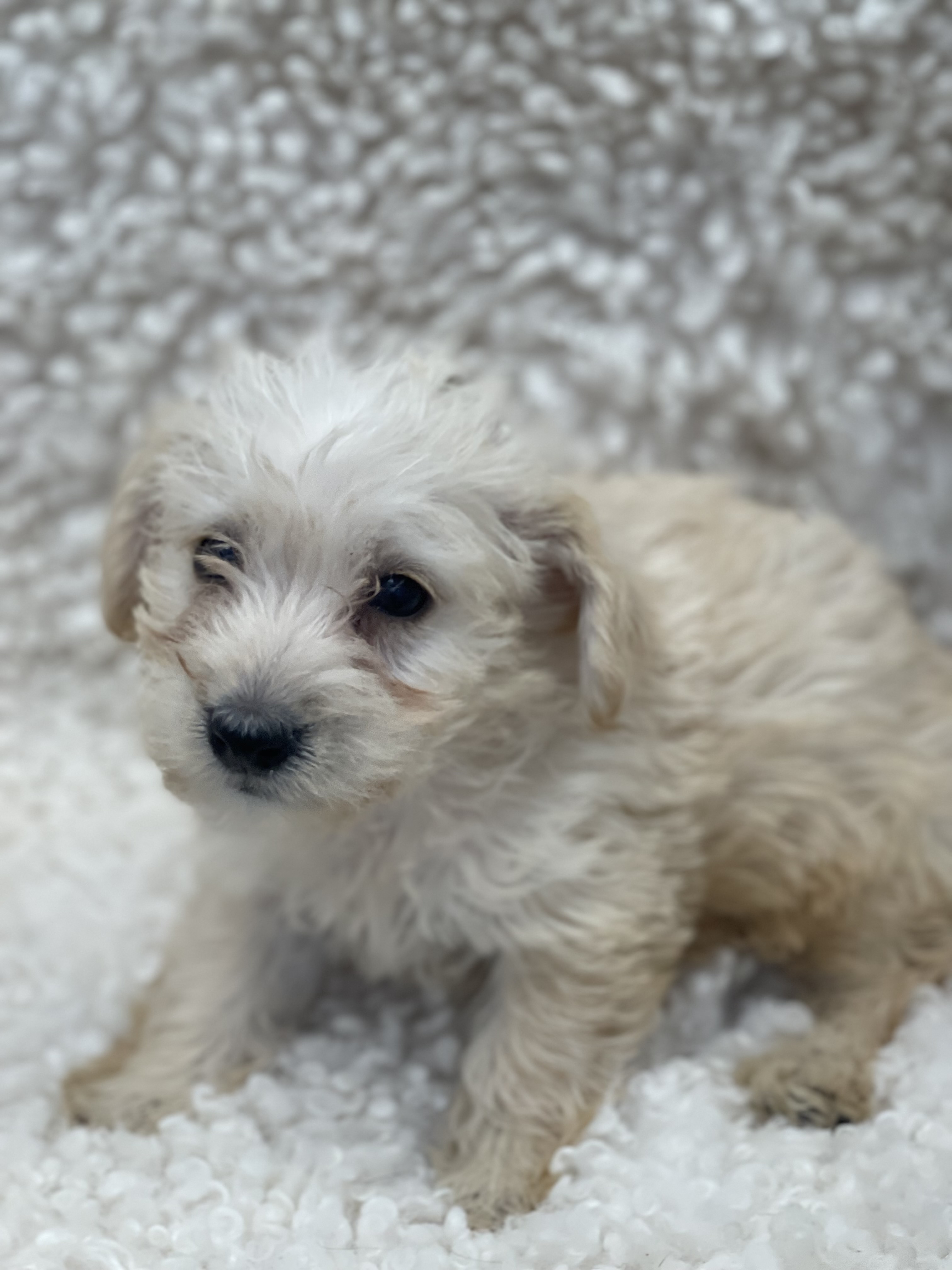 Westie Poo Puppies For Sale Luxury Puppy dog breeder 7262125694525