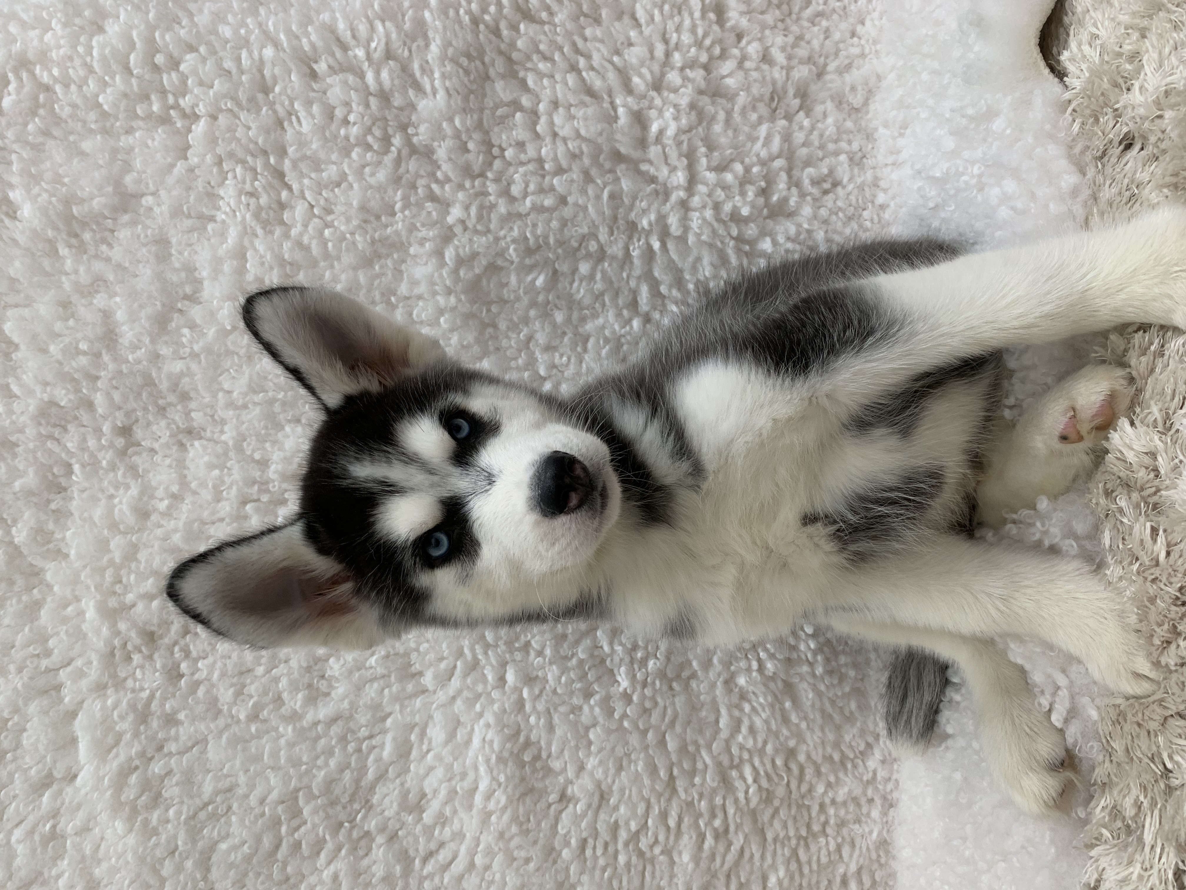 Bruno