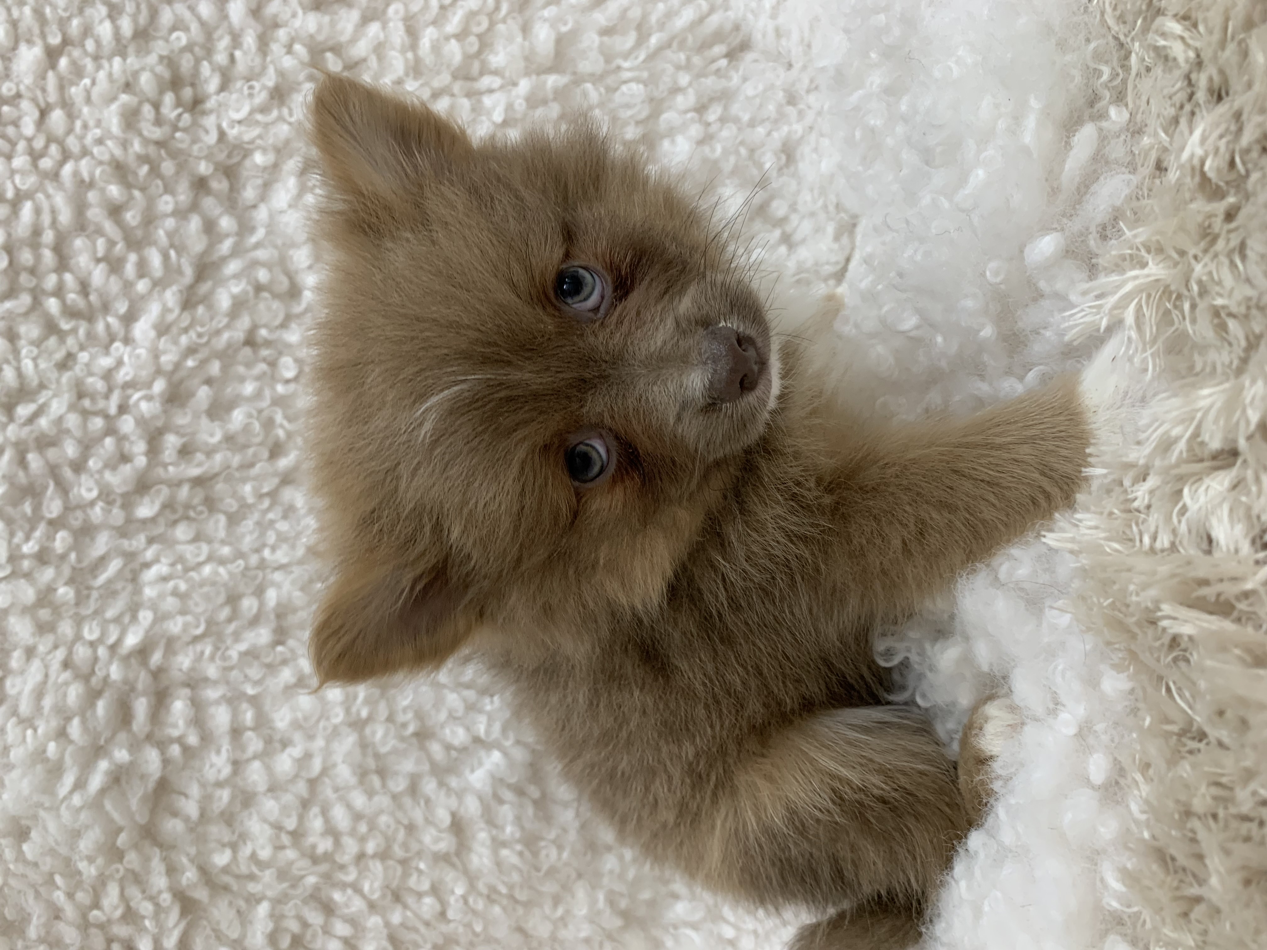 Ginger