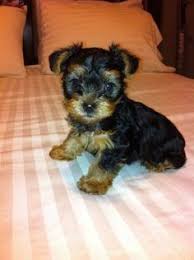 puppy, for, sale, Yorkshire Terrier, TASHA L WILLIAMS, dog, breeder, Danville, PA, dog-breeder, puppy-for-sale, forsale, nearby, find, puppyfind, locator, puppylocator, aca