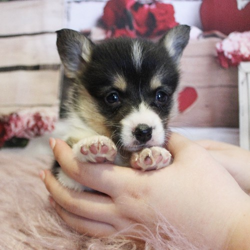 puppy, for, sale, Pembroke Welsh Corgi, Melvin  Fisher, dog, breeder, Coatesville, PA, dog-breeder, puppy-for-sale, forsale, nearby, find, puppyfind, locator, puppylocator, aca