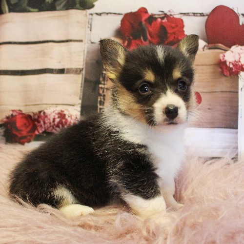 puppy, for, sale, Pembroke Welsh Corgi, Melvin  Fisher, dog, breeder, Coatesville, PA, dog-breeder, puppy-for-sale, forsale, nearby, find, puppyfind, locator, puppylocator, aca