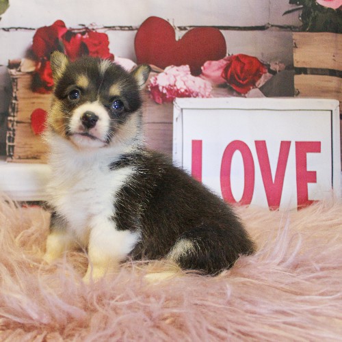 puppy, for, sale, Pembroke Welsh Corgi, Melvin  Fisher, dog, breeder, Coatesville, PA, dog-breeder, puppy-for-sale, forsale, nearby, find, puppyfind, locator, puppylocator, aca