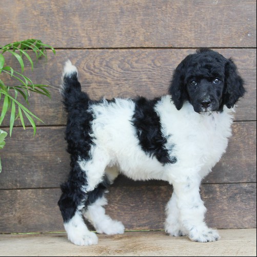 puppy, for, sale, Standard Poodle, John  Stoltzfus, dog, breeder, Christiana, PA, dog-breeder, puppy-for-sale, forsale, nearby, find, puppyfind, locator, puppylocator, aca