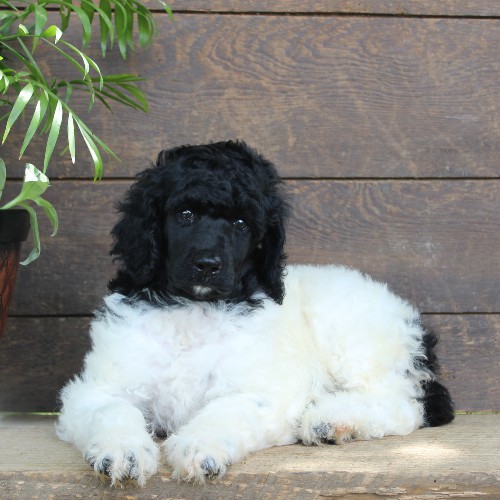 puppy, for, sale, Standard Poodle, John  Stoltzfus, dog, breeder, Christiana, PA, dog-breeder, puppy-for-sale, forsale, nearby, find, puppyfind, locator, puppylocator, aca