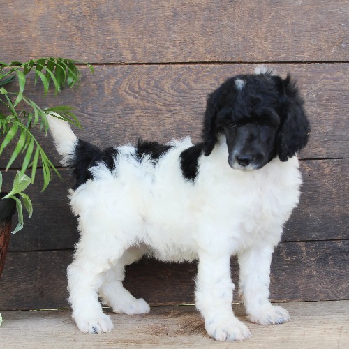 puppy, for, sale, Standard Poodle, John  Stoltzfus, dog, breeder, Christiana, PA, dog-breeder, puppy-for-sale, forsale, nearby, find, puppyfind, locator, puppylocator, aca