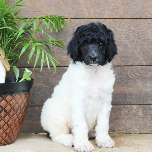 puppy, for, sale, Standard Poodle, John  Stoltzfus, dog, breeder, Christiana, PA, dog-breeder, puppy-for-sale, forsale, nearby, find, puppyfind, locator, puppylocator, aca