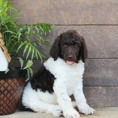 puppy, for, sale, Standard Poodle, John  Stoltzfus, dog, breeder, Christiana, PA, dog-breeder, puppy-for-sale, forsale, nearby, find, puppyfind, locator, puppylocator, aca