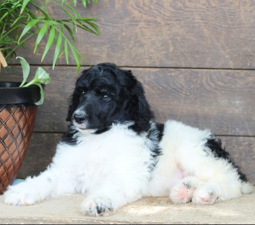 puppy, for, sale, Standard Poodle, John  Stoltzfus, dog, breeder, Christiana, PA, dog-breeder, puppy-for-sale, forsale, nearby, find, puppyfind, locator, puppylocator, aca
