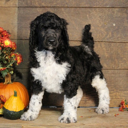 puppy, for, sale, Standard Poodle, John  Stoltzfus, dog, breeder, Christiana, PA, dog-breeder, puppy-for-sale, forsale, nearby, find, puppyfind, locator, puppylocator, aca