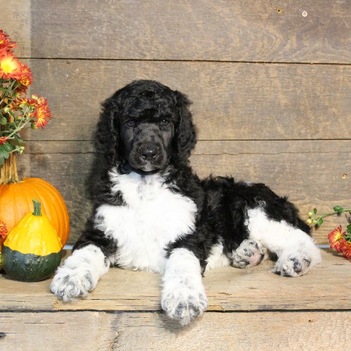 puppy, for, sale, Standard Poodle, John  Stoltzfus, dog, breeder, Christiana, PA, dog-breeder, puppy-for-sale, forsale, nearby, find, puppyfind, locator, puppylocator, aca