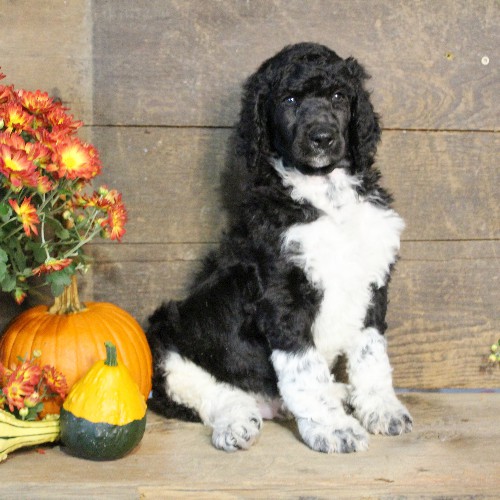 puppy, for, sale, Standard Poodle, John  Stoltzfus, dog, breeder, Christiana, PA, dog-breeder, puppy-for-sale, forsale, nearby, find, puppyfind, locator, puppylocator, aca