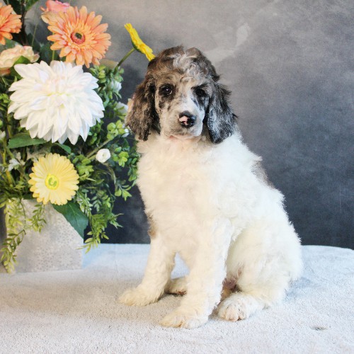 puppy, for, sale, Standard Poodle, John  Stoltzfus, dog, breeder, Christiana, PA, dog-breeder, puppy-for-sale, forsale, nearby, find, puppyfind, locator, puppylocator, aca
