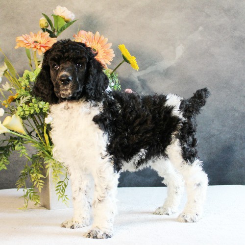 puppy, for, sale, Standard Poodle, John  Stoltzfus, dog, breeder, Christiana, PA, dog-breeder, puppy-for-sale, forsale, nearby, find, puppyfind, locator, puppylocator, aca
