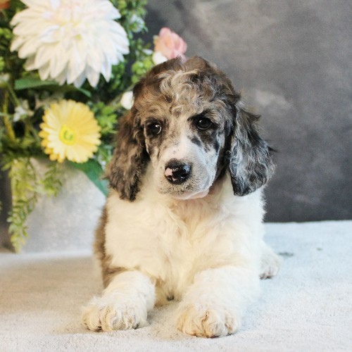 puppy, for, sale, Standard Poodle, John  Stoltzfus, dog, breeder, Christiana, PA, dog-breeder, puppy-for-sale, forsale, nearby, find, puppyfind, locator, puppylocator, aca