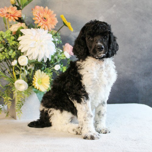 puppy, for, sale, Standard Poodle, John  Stoltzfus, dog, breeder, Christiana, PA, dog-breeder, puppy-for-sale, forsale, nearby, find, puppyfind, locator, puppylocator, aca