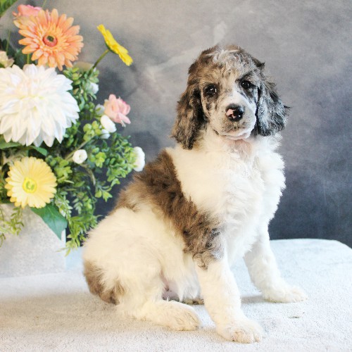 puppy, for, sale, Standard Poodle, John  Stoltzfus, dog, breeder, Christiana, PA, dog-breeder, puppy-for-sale, forsale, nearby, find, puppyfind, locator, puppylocator, aca