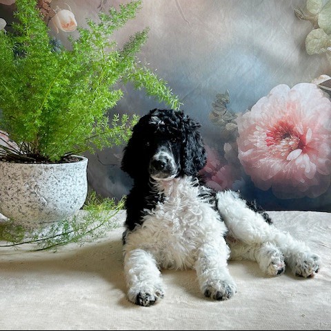 puppy, for, sale, Standard Poodle, John  Stoltzfus, dog, breeder, Christiana, PA, dog-breeder, puppy-for-sale, forsale, nearby, find, puppyfind, locator, puppylocator, aca