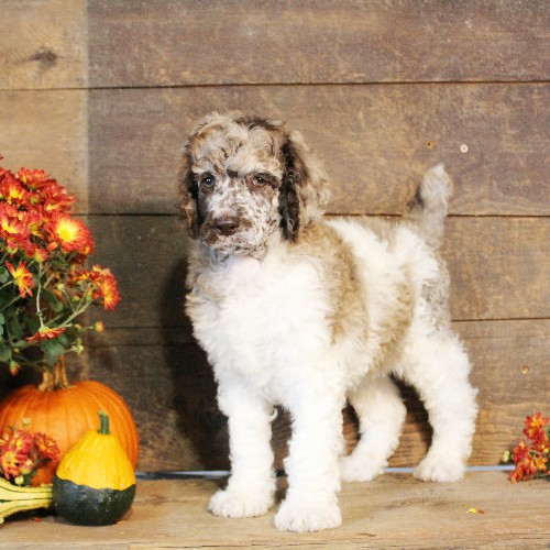 puppy, for, sale, Standard Poodle, John  Stoltzfus, dog, breeder, Christiana, PA, dog-breeder, puppy-for-sale, forsale, nearby, find, puppyfind, locator, puppylocator, aca