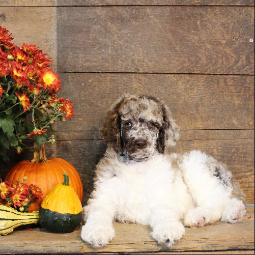 puppy, for, sale, Standard Poodle, John  Stoltzfus, dog, breeder, Christiana, PA, dog-breeder, puppy-for-sale, forsale, nearby, find, puppyfind, locator, puppylocator, aca