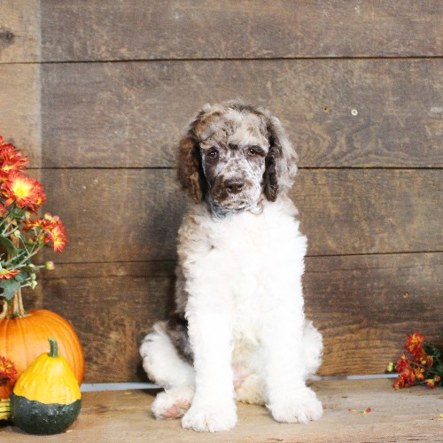 puppy, for, sale, Standard Poodle, John  Stoltzfus, dog, breeder, Christiana, PA, dog-breeder, puppy-for-sale, forsale, nearby, find, puppyfind, locator, puppylocator, aca