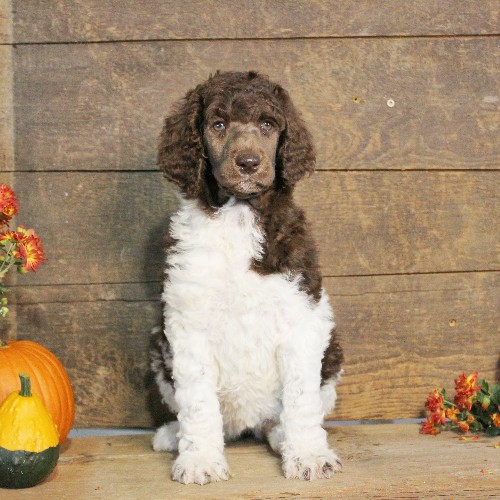 puppy, for, sale, Standard Poodle, John  Stoltzfus, dog, breeder, Christiana, PA, dog-breeder, puppy-for-sale, forsale, nearby, find, puppyfind, locator, puppylocator, aca