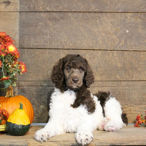 puppy, for, sale, Standard Poodle, John  Stoltzfus, dog, breeder, Christiana, PA, dog-breeder, puppy-for-sale, forsale, nearby, find, puppyfind, locator, puppylocator, aca