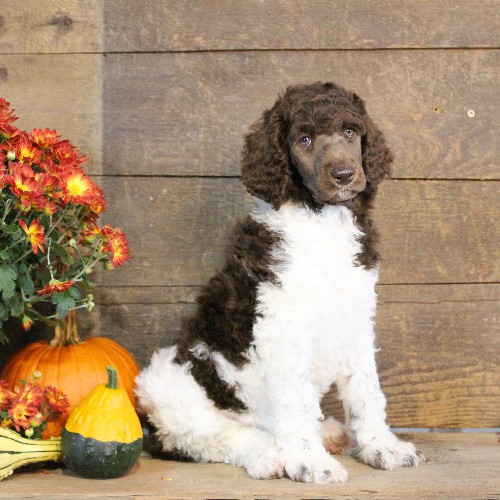 puppy, for, sale, Standard Poodle, John  Stoltzfus, dog, breeder, Christiana, PA, dog-breeder, puppy-for-sale, forsale, nearby, find, puppyfind, locator, puppylocator, aca