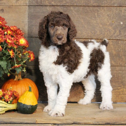 puppy, for, sale, Standard Poodle, John  Stoltzfus, dog, breeder, Christiana, PA, dog-breeder, puppy-for-sale, forsale, nearby, find, puppyfind, locator, puppylocator, aca