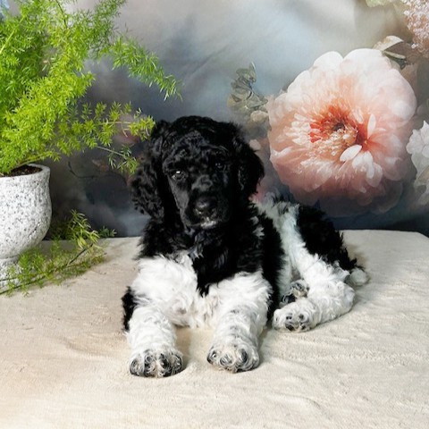 puppy, for, sale, Standard Poodle, John  Stoltzfus, dog, breeder, Christiana, PA, dog-breeder, puppy-for-sale, forsale, nearby, find, puppyfind, locator, puppylocator, aca