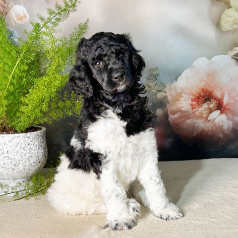 puppy, for, sale, Standard Poodle, John  Stoltzfus, dog, breeder, Christiana, PA, dog-breeder, puppy-for-sale, forsale, nearby, find, puppyfind, locator, puppylocator, aca