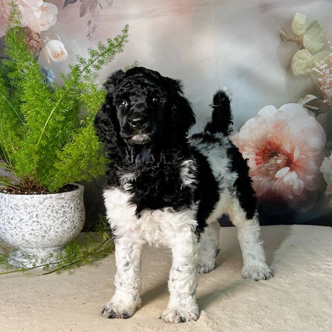 puppy, for, sale, Standard Poodle, John  Stoltzfus, dog, breeder, Christiana, PA, dog-breeder, puppy-for-sale, forsale, nearby, find, puppyfind, locator, puppylocator, aca