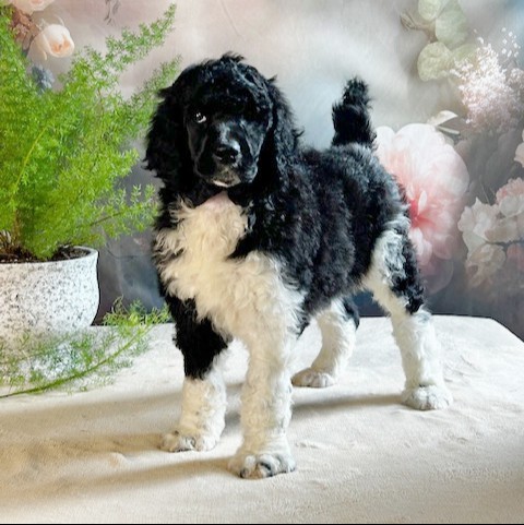 puppy, for, sale, Standard Poodle, John  Stoltzfus, dog, breeder, Christiana, PA, dog-breeder, puppy-for-sale, forsale, nearby, find, puppyfind, locator, puppylocator, aca