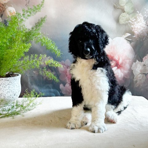 puppy, for, sale, Standard Poodle, John  Stoltzfus, dog, breeder, Christiana, PA, dog-breeder, puppy-for-sale, forsale, nearby, find, puppyfind, locator, puppylocator, aca