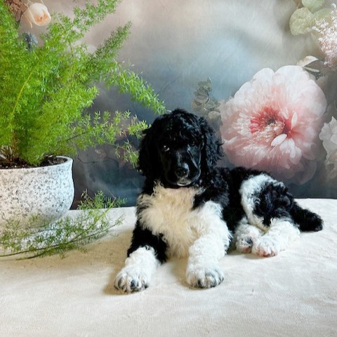 puppy, for, sale, Standard Poodle, John  Stoltzfus, dog, breeder, Christiana, PA, dog-breeder, puppy-for-sale, forsale, nearby, find, puppyfind, locator, puppylocator, aca