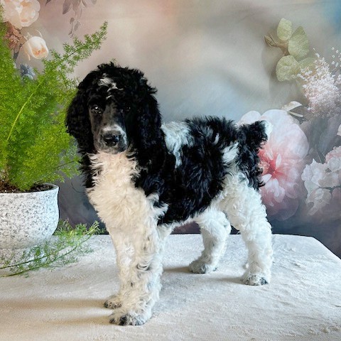 puppy, for, sale, Standard Poodle, John  Stoltzfus, dog, breeder, Christiana, PA, dog-breeder, puppy-for-sale, forsale, nearby, find, puppyfind, locator, puppylocator, aca