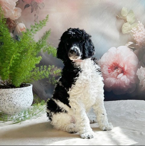 puppy, for, sale, Standard Poodle, John  Stoltzfus, dog, breeder, Christiana, PA, dog-breeder, puppy-for-sale, forsale, nearby, find, puppyfind, locator, puppylocator, aca