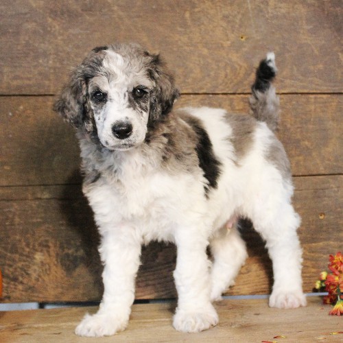 puppy, for, sale, Standard Poodle, John  Stoltzfus, dog, breeder, Christiana, PA, dog-breeder, puppy-for-sale, forsale, nearby, find, puppyfind, locator, puppylocator, aca