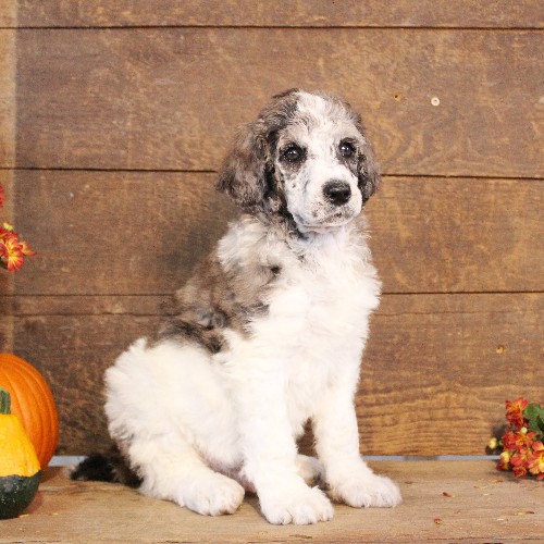 puppy, for, sale, Standard Poodle, John  Stoltzfus, dog, breeder, Christiana, PA, dog-breeder, puppy-for-sale, forsale, nearby, find, puppyfind, locator, puppylocator, aca