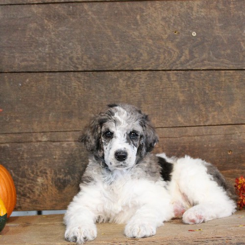 puppy, for, sale, Standard Poodle, John  Stoltzfus, dog, breeder, Christiana, PA, dog-breeder, puppy-for-sale, forsale, nearby, find, puppyfind, locator, puppylocator, aca