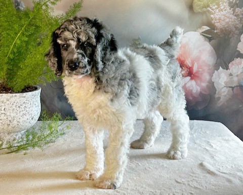 puppy, for, sale, Standard Poodle, John  Stoltzfus, dog, breeder, Christiana, PA, dog-breeder, puppy-for-sale, forsale, nearby, find, puppyfind, locator, puppylocator, aca
