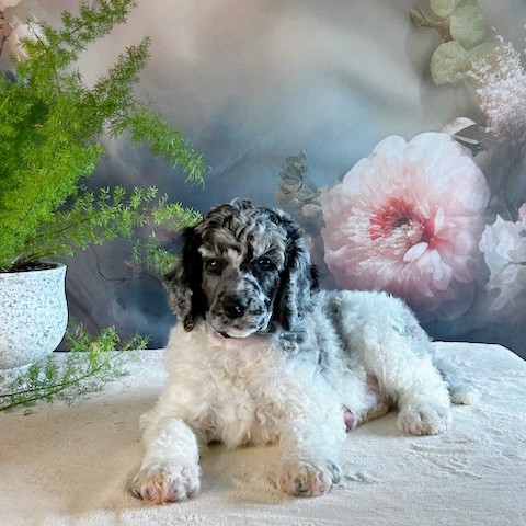 puppy, for, sale, Standard Poodle, John  Stoltzfus, dog, breeder, Christiana, PA, dog-breeder, puppy-for-sale, forsale, nearby, find, puppyfind, locator, puppylocator, aca