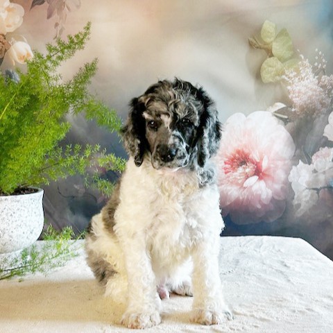 puppy, for, sale, Standard Poodle, John  Stoltzfus, dog, breeder, Christiana, PA, dog-breeder, puppy-for-sale, forsale, nearby, find, puppyfind, locator, puppylocator, aca