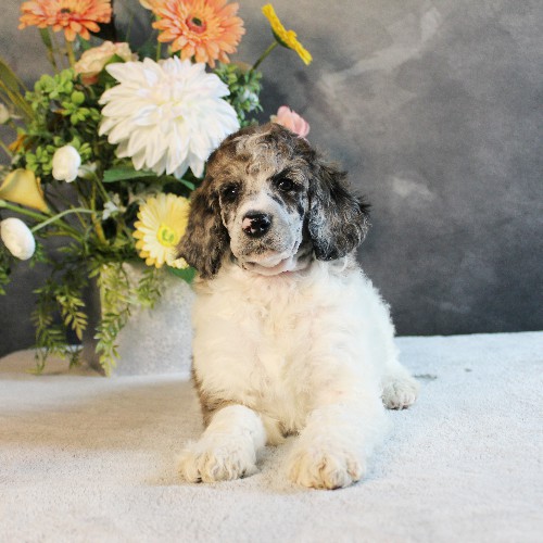puppy, for, sale, Standard Poodle, John  Stoltzfus, dog, breeder, Christiana, PA, dog-breeder, puppy-for-sale, forsale, nearby, find, puppyfind, locator, puppylocator, aca